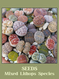 Lithops mixed species SEEDS - 20 count seeds bulk