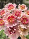 Pink Double Peony Seeds, 15 Seeds,  Perennial Flower Seeds for Garden, Fall Planting Seeds, Heirloom Blooms,  Cut Flower,  Long Blooming flower seeds