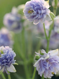 Purple Double Columbine  Seeds Ð Heirloom Flower, European | 50 Seeds |Perennial, Easy to Grow |Cut Flowers |  Aquilegia viridiflora seeds bulk