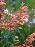Fragrant Delight Agastache Seeds, Drought Tolerant Perennial, 30 Seeds flower seeds