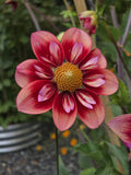 Gorgeous Open Pollinated Dahlia Seeds (30 seeds per packet) flower seeds