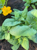 50 seeds of Garden Orach,  spinach replacement. seeds bulk