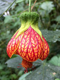 Abutilon pictum / Callianthe picta 5 Seeds, Redvein Abutilon, Chinese Lantern, Painted Mallow FLOWER DELIVERY