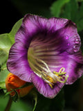 5+ CATHEDRAL BELL Flower Seeds - Cobaea scandens / Cup & Saucer seeds /  Climbing Vines / Privacy Screens / Hummingbird Attractors / flower spore
