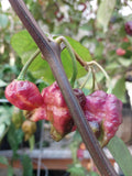 Pimenta Sparanise Pepper 10+ Seeds  Vibrant & Flavorful Heat flower spore