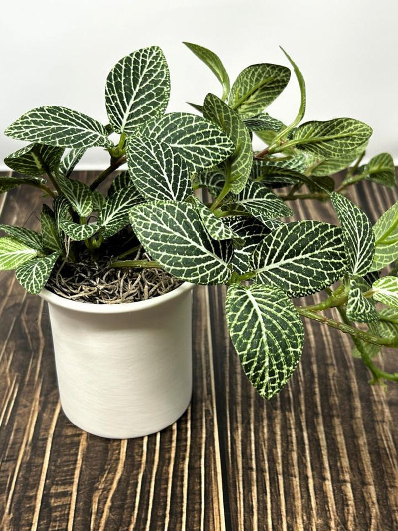 Small Faux Fittonia Plant, Silk Nerve Plant in White Ceramic Pot faux plants