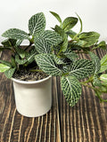 Small Faux Fittonia Plant, Silk Nerve Plant in White Ceramic Pot faux plants
