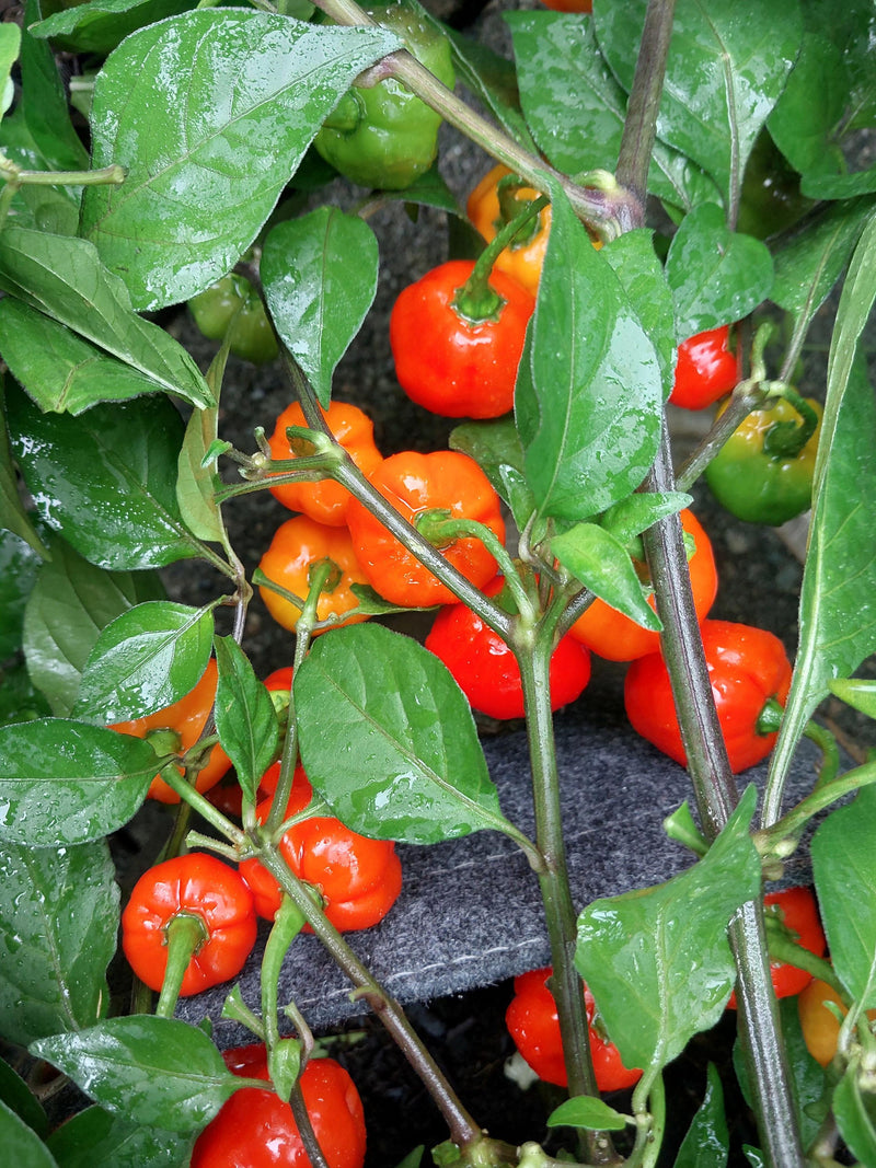 Seeds 10+ Fidalgo Red Pepper Seeds. flower spore