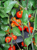 Seeds 10+ Fidalgo Red Pepper Seeds. flower spore
