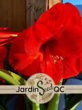 Amaryllis super red 12 seeds - Red flower bulb flower spore