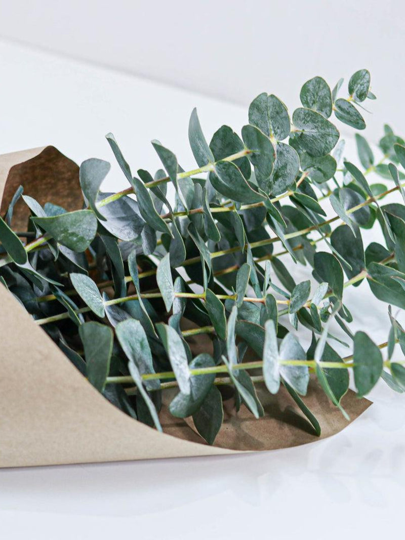 Wholesale Eucalyptus Bundles | Fresh, Dried, and Preserved | For Showers and Bathroom FLOWER DELIVERY