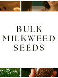 Bulk Milkweed Seeds - Wedding Favours, Christmas Gifts, Student Gifts, Habitat Restoration seeds bulk