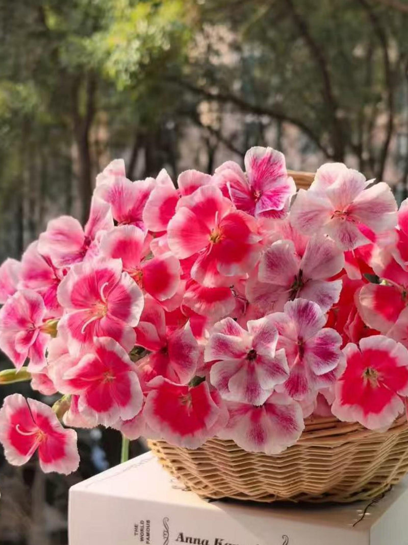 Bicolor Satin Mallow Seeds | Cottage Garden | Long Blooming  | Container Gardening| Beginner Flower Seeds|  Easy to Grow | Gift for Gardener flower seeds