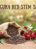 50+ Gongura Red Stem Seeds Ð Jamaican Sorrel / Pulichakeerai / Ambaadi, Easy to Grow Garden Greens for Home Gardening seeds bulk