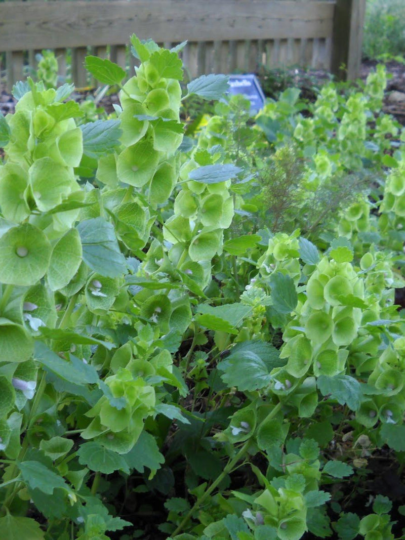 Bells of Ireland flower spore