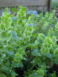 Bells of Ireland flower spore