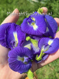 Thai Blue Butterfly Pea Flower Seeds, Heirloom Organically Grown 20+ Seed Count flower seeds