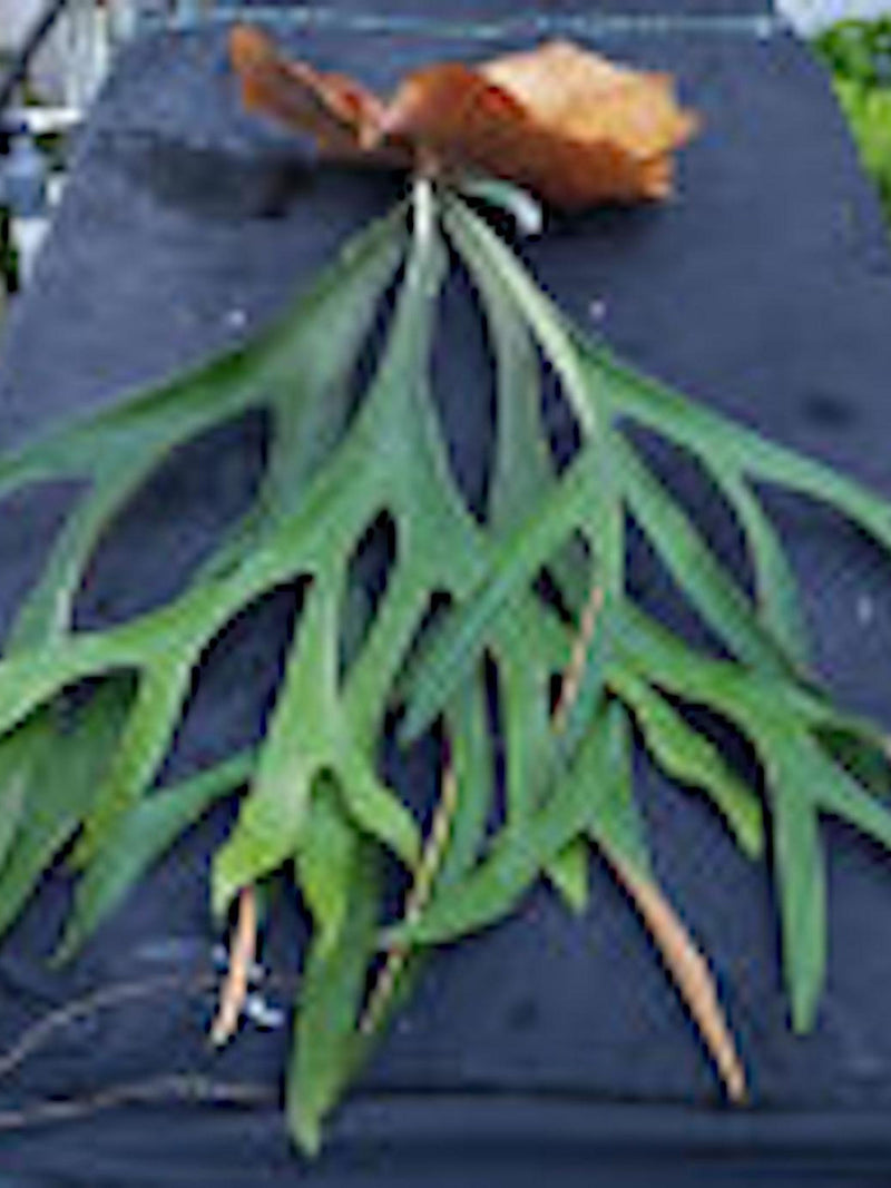 50+ Australian Elkhorn Fern -Platycerium bifurcatum var Australia Fern Spores (Seeds) flower spore