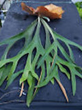 50+ Australian Elkhorn Fern -Platycerium bifurcatum var Australia Fern Spores (Seeds) flower spore
