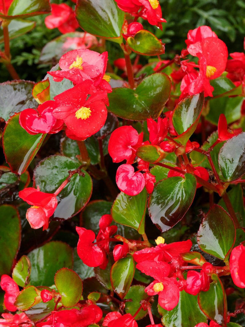 Begonia - Super Red flower spore