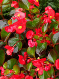 Begonia - Super Red flower spore