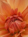 35 + CALENDULA ORANGE FLASH Seeds -Calendula officinalis / Marigolds/ Teas / Edible Flowers / Easy Grow Garden / Containers /Balcony Plants flower seeds