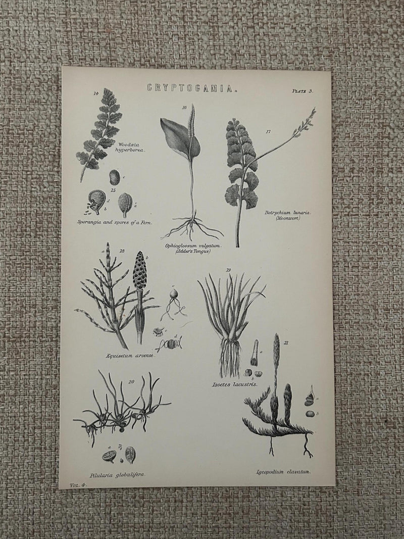 Antique Print Ð Spores of a Fern c1870s | Cryptogamia Botanical Engraving | Victorian Plant Study | Natural History flower spore