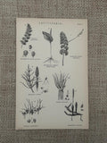 Antique Print Ð Spores of a Fern c1870s | Cryptogamia Botanical Engraving | Victorian Plant Study | Natural History flower spore