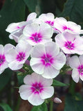 40+ BLUSHING BRIDE PHLOX Flower Seeds - Fresh Cut Flower Garden - Wedding Bouquets - Drummondii Grandflora- Sweet Smelling Border Flower flower seeds