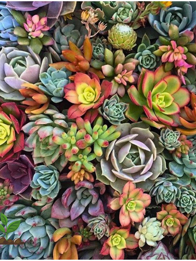 200 Mixed Succulent Seeds Colorful Assorted Varieties Easy Growing Indoor Outdoor Garden Decor seeds bulk