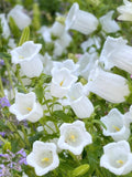 Campanula White Flower Seeds Ð Campanula medium | Canterbury Bells | Pure White Blooms | 100 Seeds flower spore