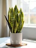 Artificial Snake Plant - Faux Sansevieria Succulent for Home Office Decor - Realistic Mother in Law Tongue - Modern Small Tabletop Greenery faux plants