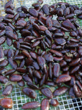 20x Paw paw Tree Seed (Asimina triloba) ~ bulk quantities - fresh seeds seeds bulk