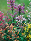 Fragrant Delight Agastache Seeds, Fragrant Carpet, For Pot and Container, Drought Tolerant Perennial, 30 Seeds flower seeds