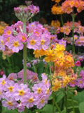 Rare Candelabra Primrose Seeds, PRIMULA x bulleesiana, English Cottage Garden, 30 Seeds flower seeds