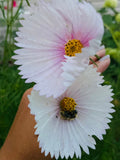 Cupcake Blush Cosmos Seeds Ð Unique Cup-Shaped Pale Pink Blooms flower spore