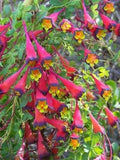 Rare Tropaeolum tricolor Nasturtium Flower - 4 seeds - UK SELLER flower spore