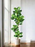 Large Artificial Ficus Tree - Realistic Rubber Leaf Indoor Plant (70Ð135 cm) faux plants