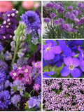 Heavenly Blue Splendor Flower Garden Mix Seeds - Annual Self Seeding Blues Purple Wildflowers / Attracts Pollinators 75 or 200 Seed Pack seeds bulk