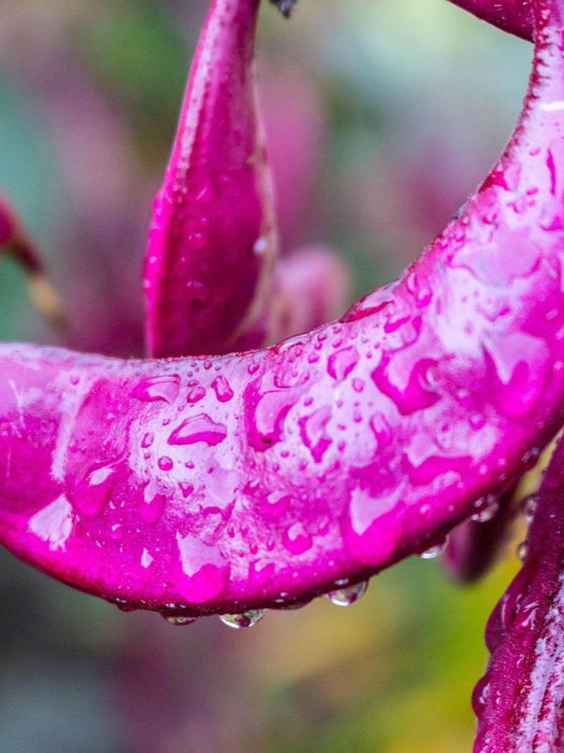 10+ HYACINTH BEAN SEEDS - Lablab Purpureus / Climbers / Trellises / Edible / Legumes/ Flowering Vines / Annual / Ornamental/ Purple Flowers flower seeds