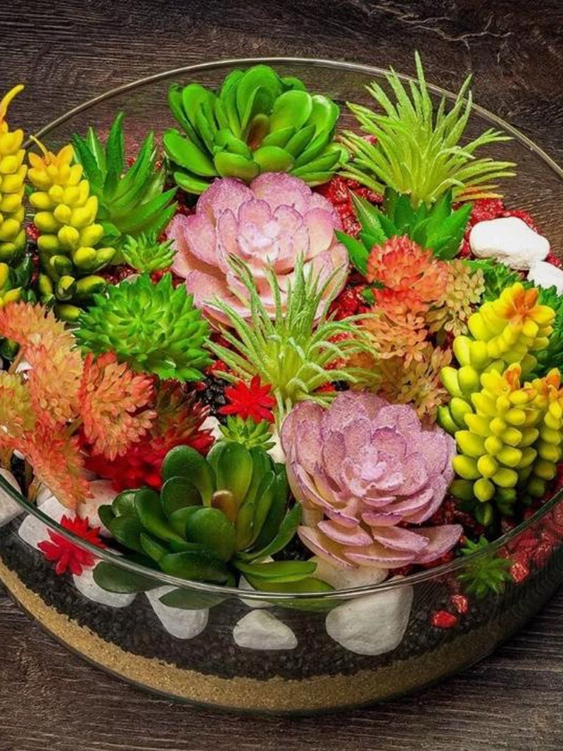 100 Mixed Succulent Seeds | Drought Tolerant Bonsai Varieties seeds bulk