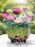 Mixed Mini Bonsai Lotus Seeds for Water Gardens, Ponds, Containers & Zen Home Decor Ð Nelumbo Nucifera Flower Variety house warming flower
