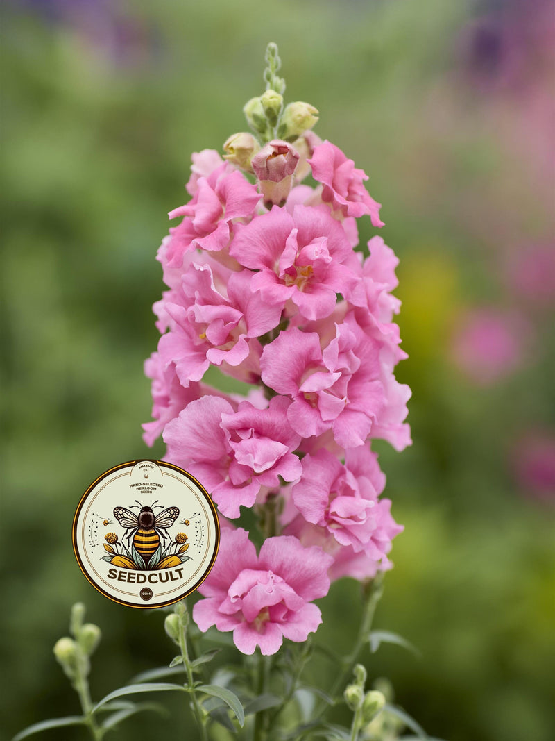 NEW! Doubleshot Hot Pink Snapdragon Seeds, Double Flowering, Butterfly Antirrhinum Majus AN6825 flower seeds