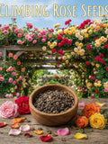 Climbing Rose Mix Seeds ¥ Multi-Color Blooms flower seeds
