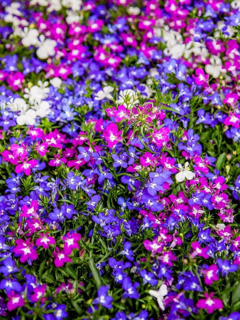 100 + LOBELIA CASCADE MIX Seeds - Containers / Hanging Baskets / Border Flowers / Pollinators / Lobelia Pendula / Balcony flower / Trailing seeds bulk