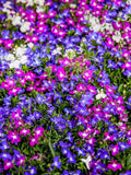 100 + LOBELIA CASCADE MIX Seeds - Containers / Hanging Baskets / Border Flowers / Pollinators / Lobelia Pendula / Balcony flower / Trailing seeds bulk