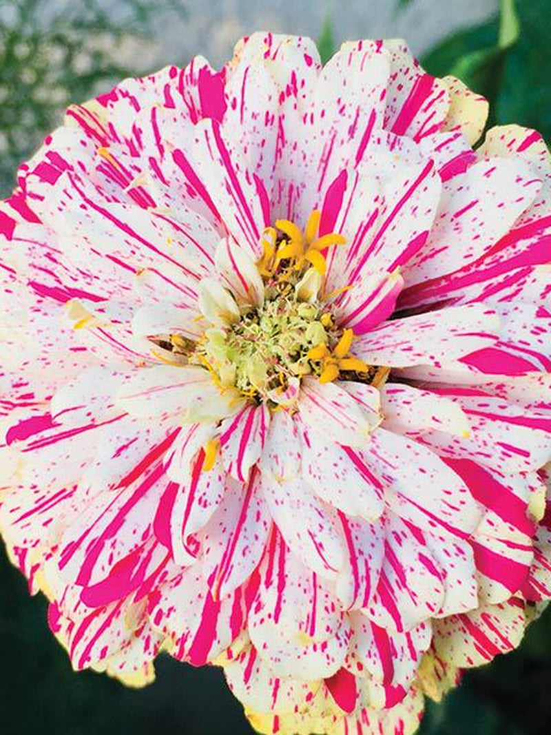 Zinnia Peppermint Stick Flower Seeds flower seeds