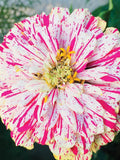 Zinnia Peppermint Stick Flower Seeds flower seeds