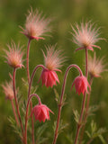 50 Geum triflorum Seeds | Prairie Smoke | Perennial Wildflower | Bulk Natural Seeds | Pink Flowers and Decorative Plumes seeds bulk