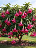 6 Brugmansia suaveolens Seeds | Pink Flowers | Angel's Trumpet, Ornamental Plant, Gardening, Easy to Grow flower seeds